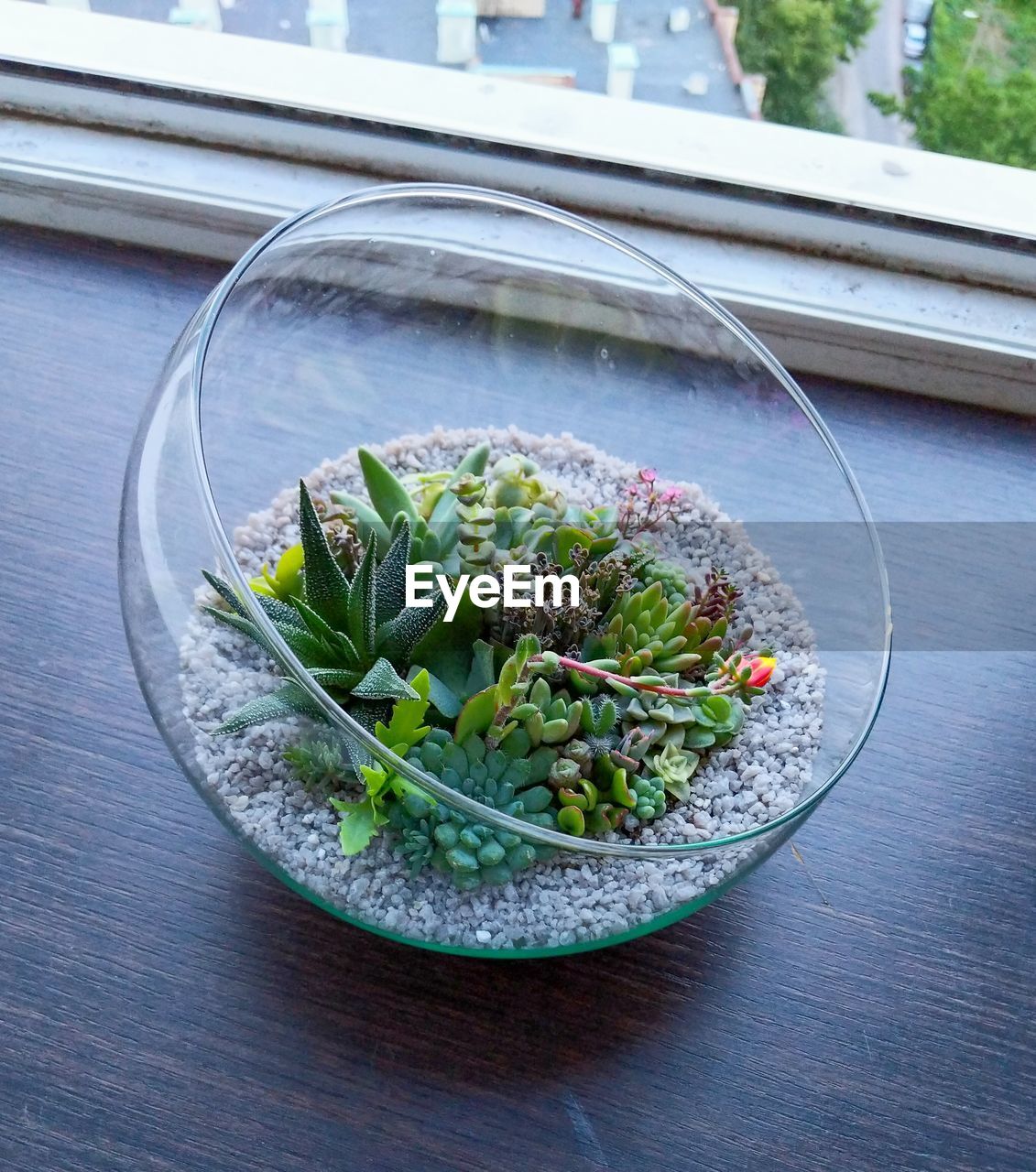 HIGH ANGLE VIEW OF PLANTS IN GLASS BOWL