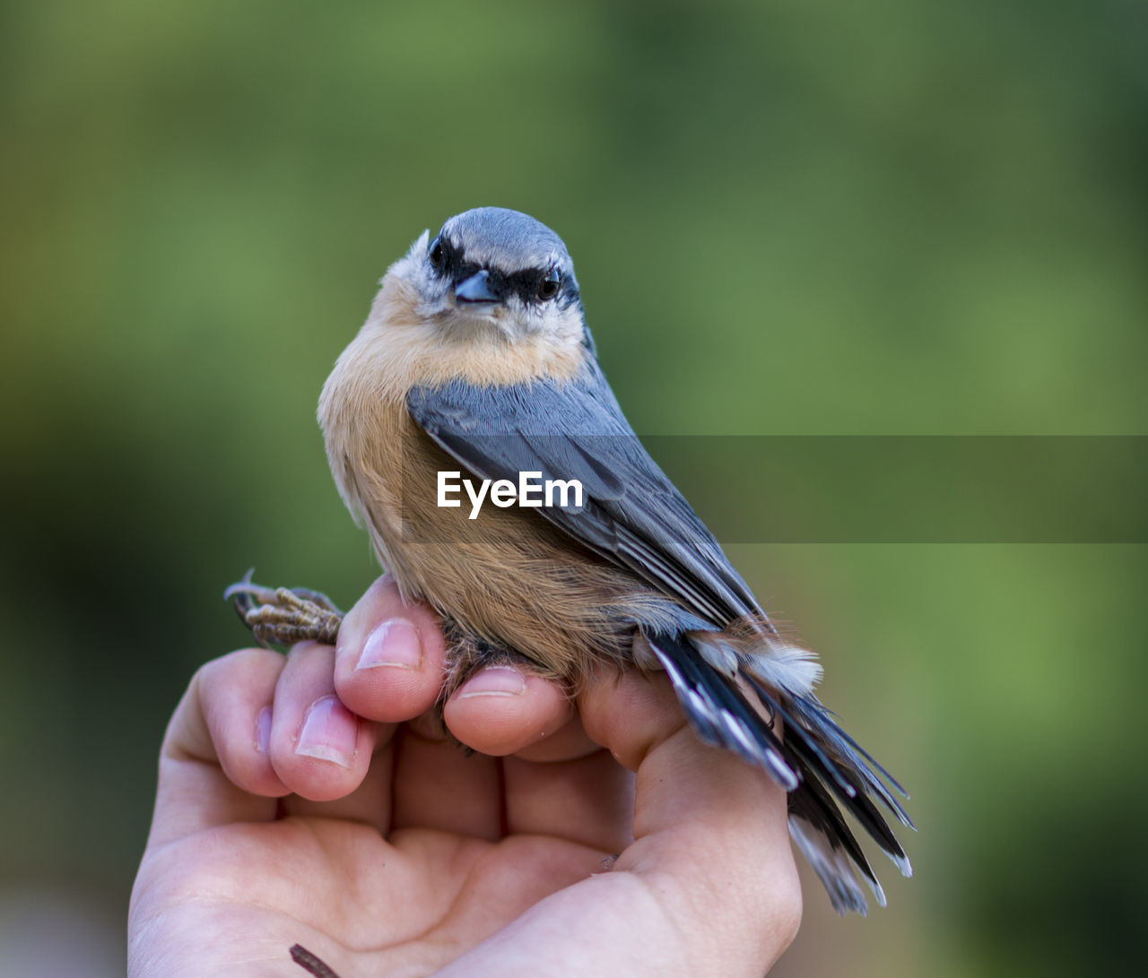 CLOSE-UP OF A BIRD PERCHING ON HAND HOLDING A BLURRED BACKGROUND