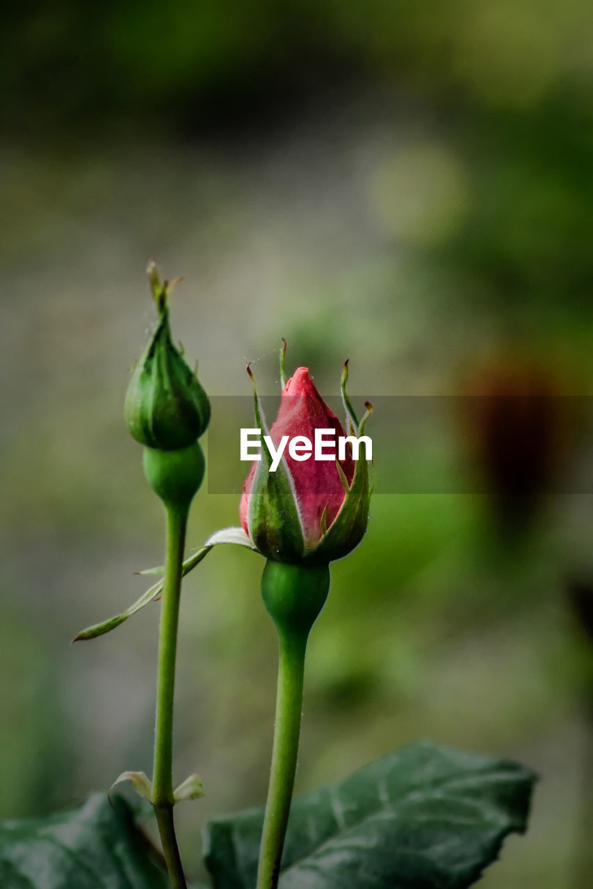 Close-up of rose bud