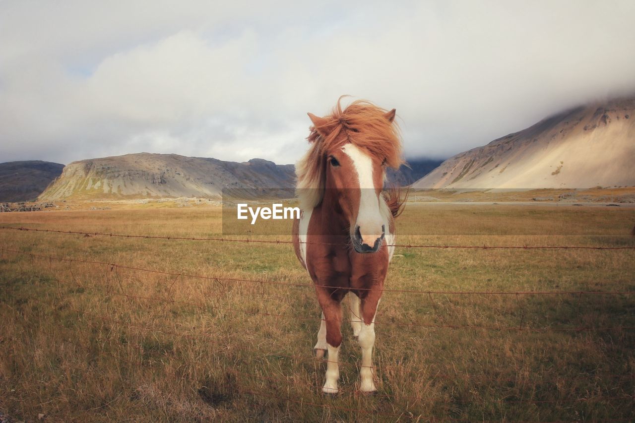 HORSE ON FIELD AGAINST MOUNTAIN