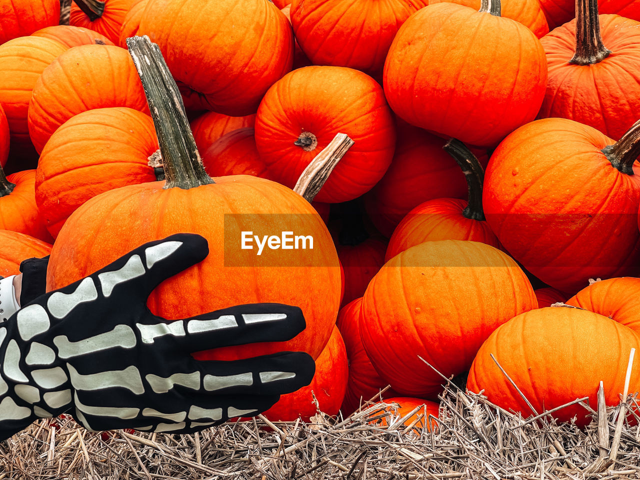 HIGH ANGLE VIEW OF VARIOUS PUMPKINS ON FIELD