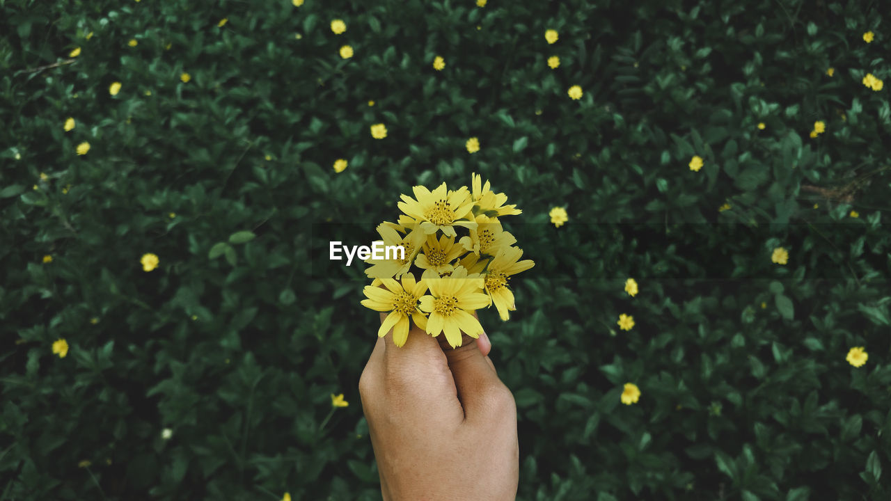 CLOSE-UP OF HAND HOLDING YELLOW ROSE FLOWER