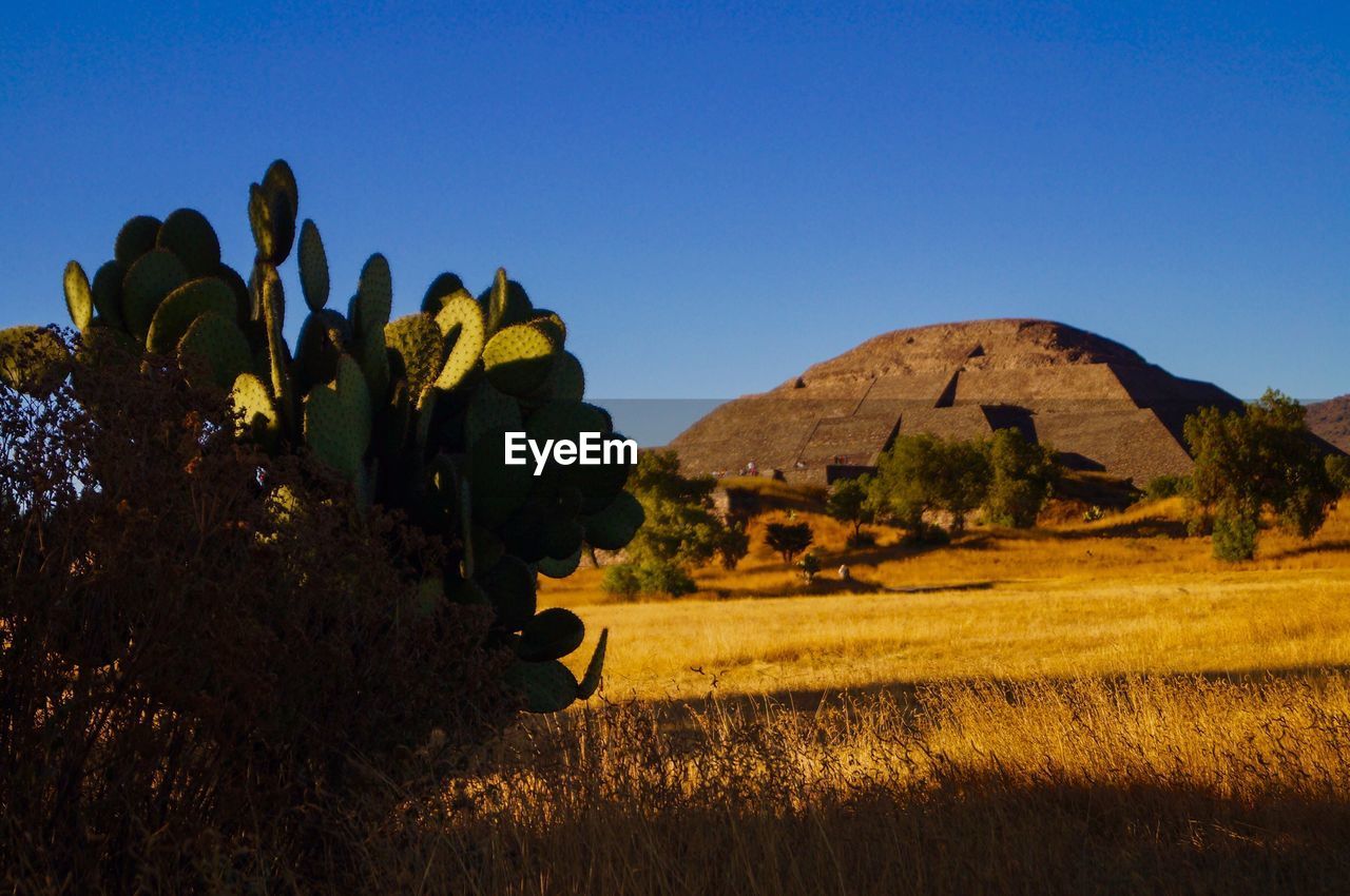 PLANTS ON FIELD AGAINST CLEAR BLUE SKY