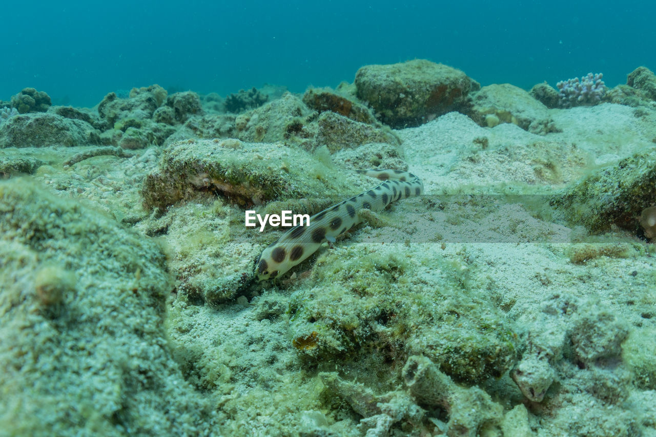 undersea, water, sea, underwater, sea life, wildlife, animal wildlife, coral reef, animal, marine, animal themes, coral, nature, marine biology, ocean, reef, natural environment, fish, no people, beauty in nature, sports, swimming, ocean floor, coral reef fish, outdoors, water sports