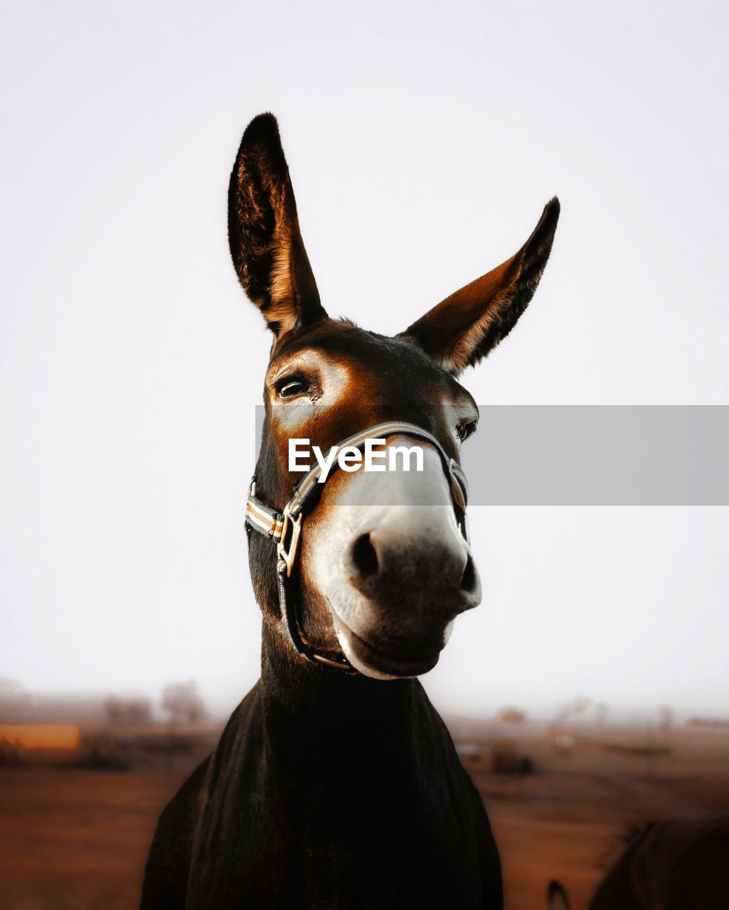 Close-up of a donkey against clear sky