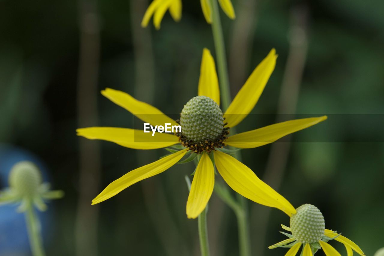 CLOSE-UP OF YELLOW CONEFLOWER