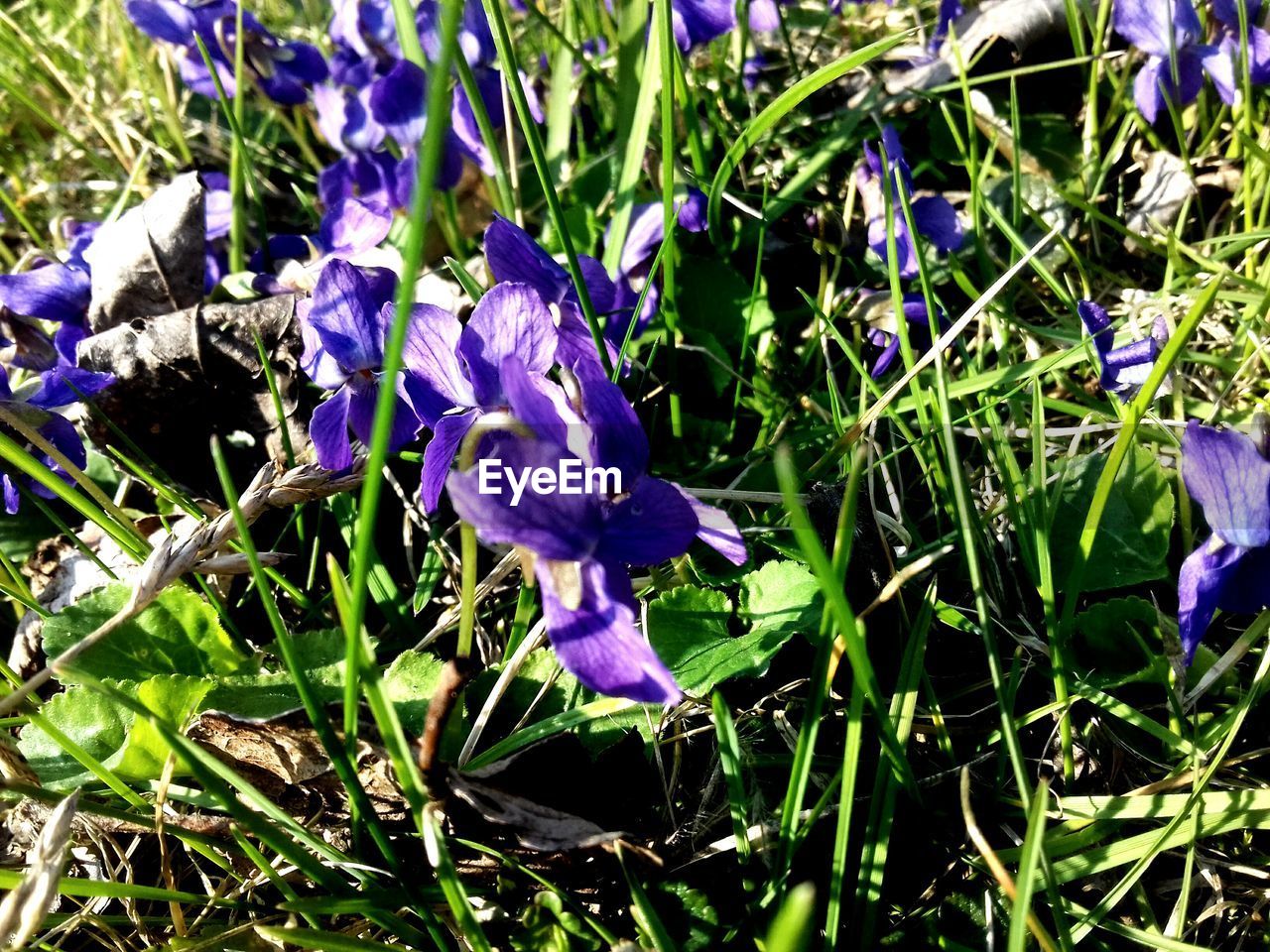 CLOSE-UP OF PURPLE CROCUS FLOWERS BLOOMING IN FIELD