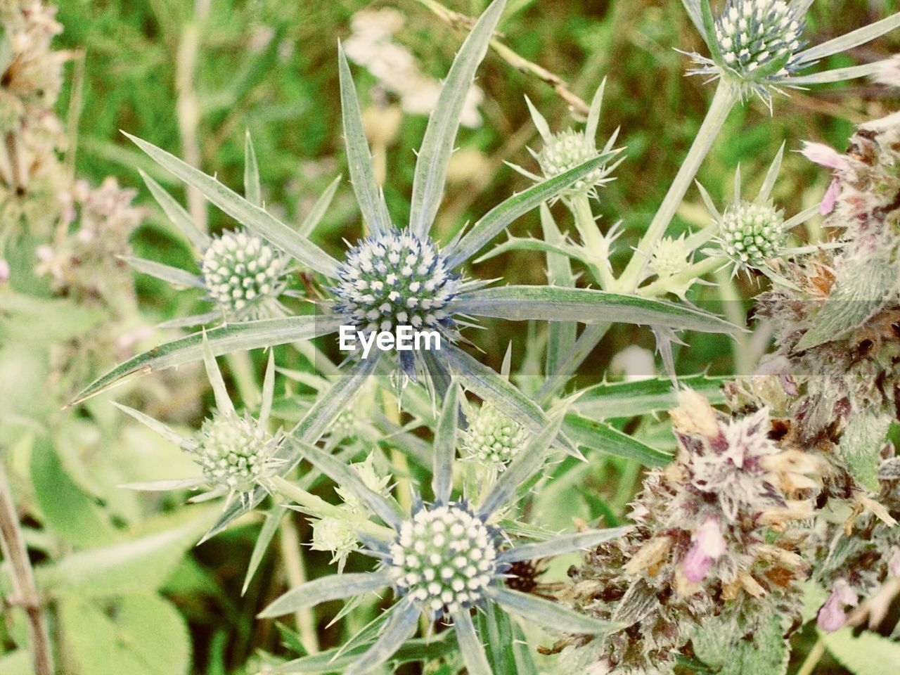 CLOSE-UP OF FLOWERS BLOOMING