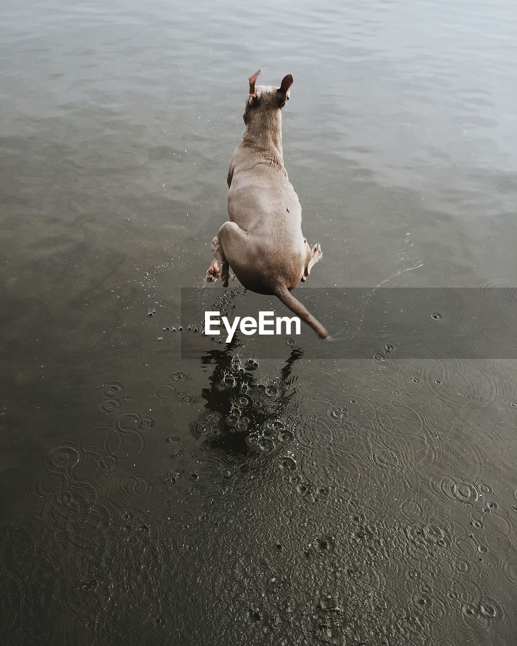 High angle view of weimaraner jumping over lake