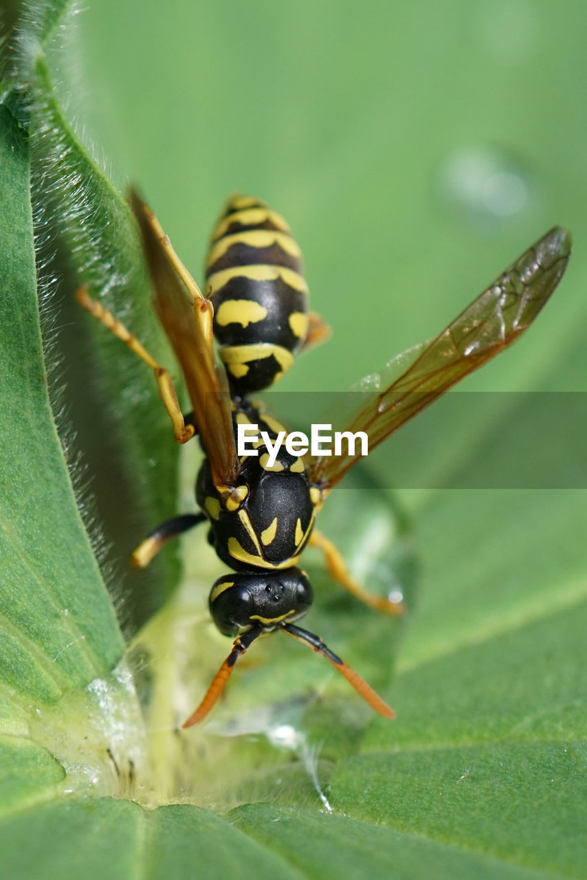 CLOSE-UP OF GRASSHOPPER