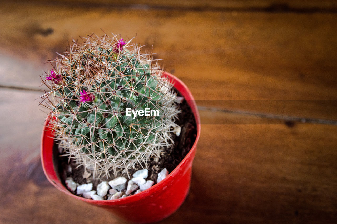 Close-up of potted plants on table