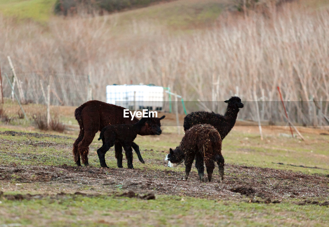 Black alpacas group standing in a meadow.