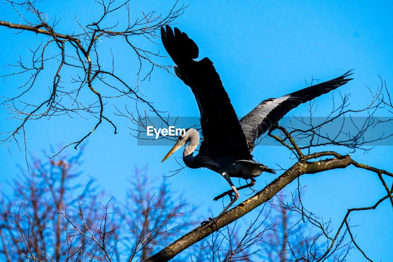animal, animal themes, animal wildlife, wildlife, bird, tree, branch, bare tree, one animal, nature, flying, sky, blue, plant, low angle view, no people, spread wings, animal body part, bird of prey, outdoors, clear sky, day, crow