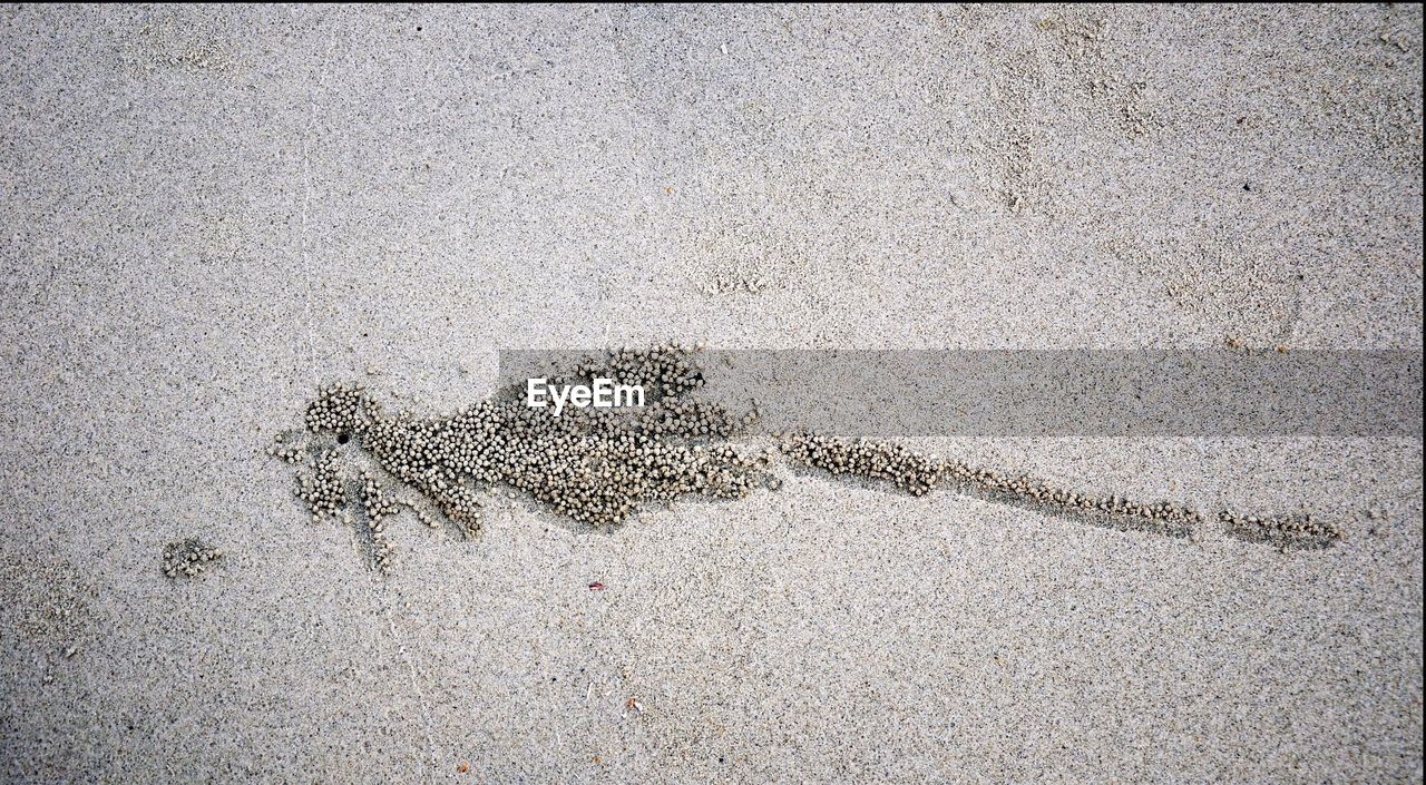 HIGH ANGLE VIEW OF LIZARD ON GROUND