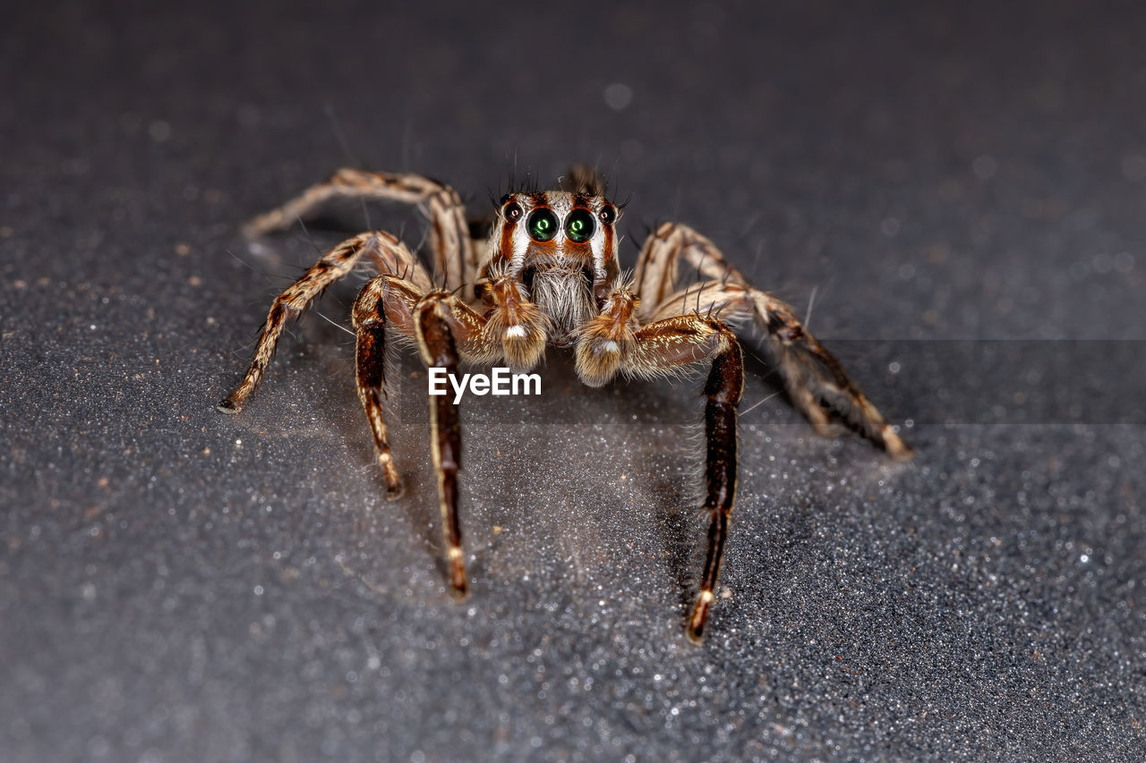 VIEW OF SPIDER ON TABLE