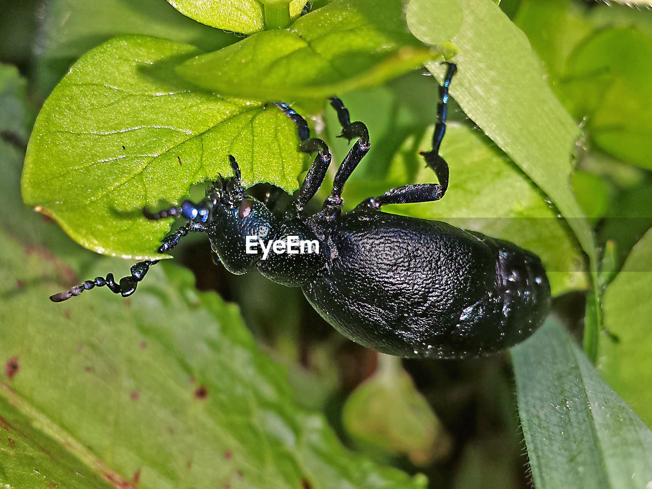 Close-up of insect on leaf