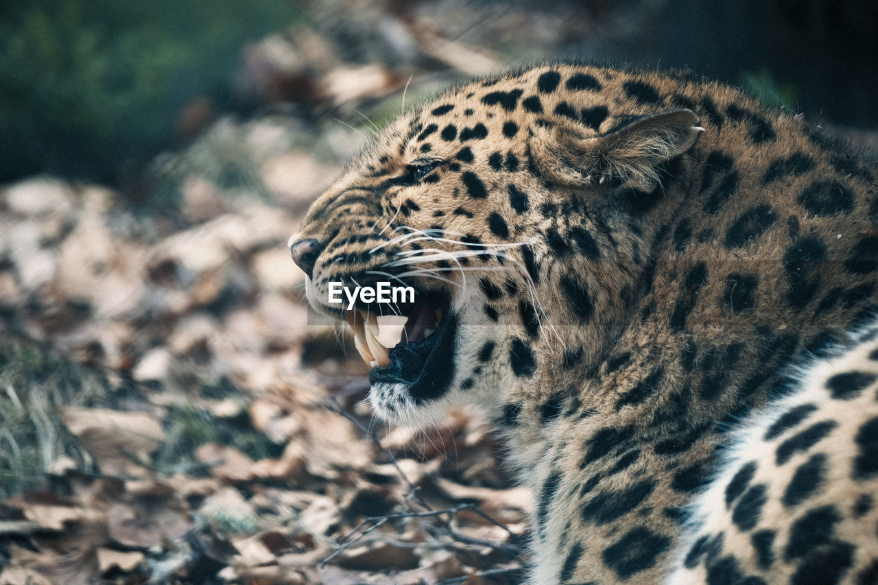 close-up of a leopard