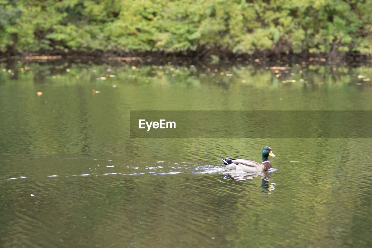 Mallard duck swimming in lake