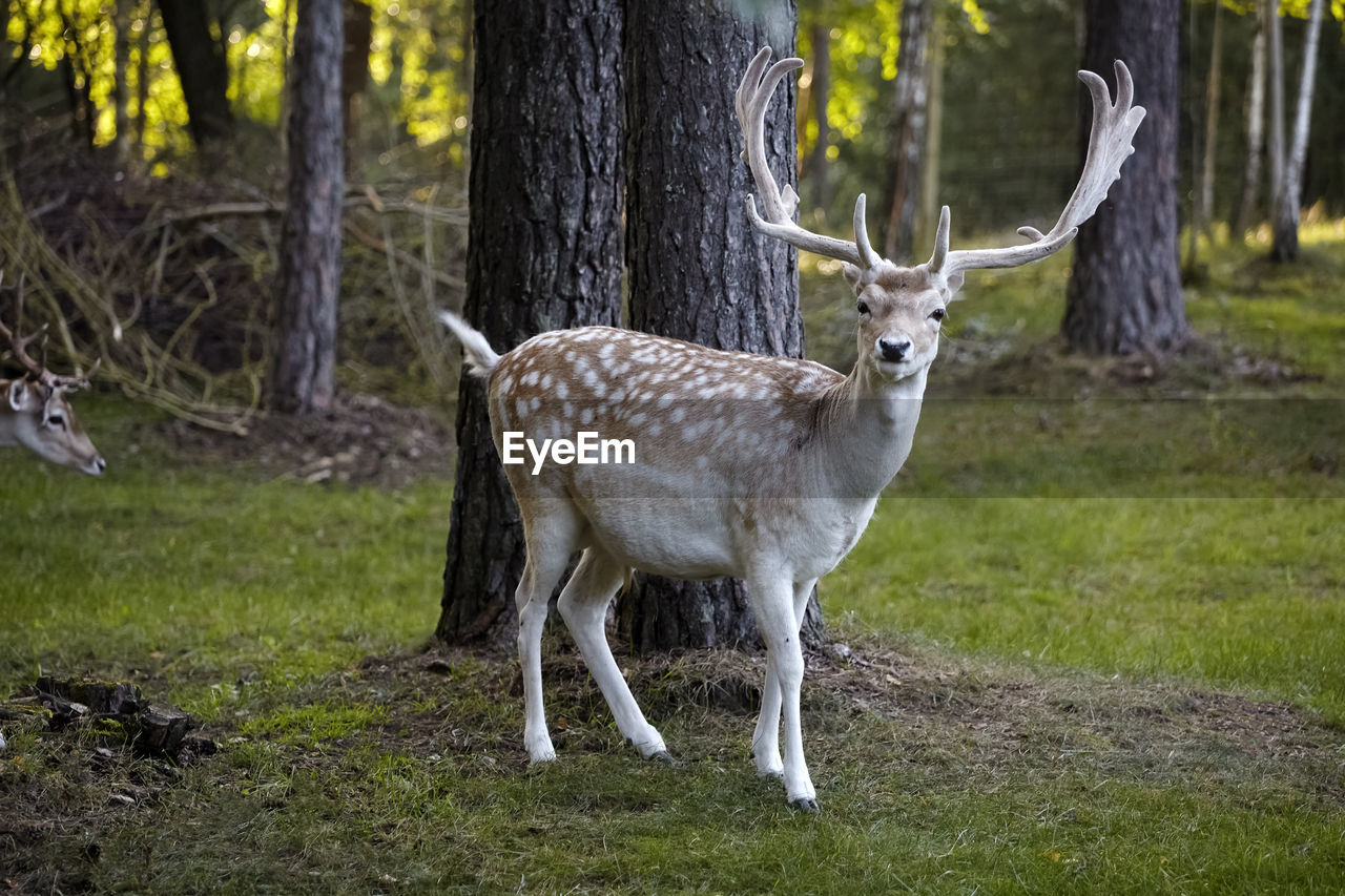 DEER STANDING ON A FIELD