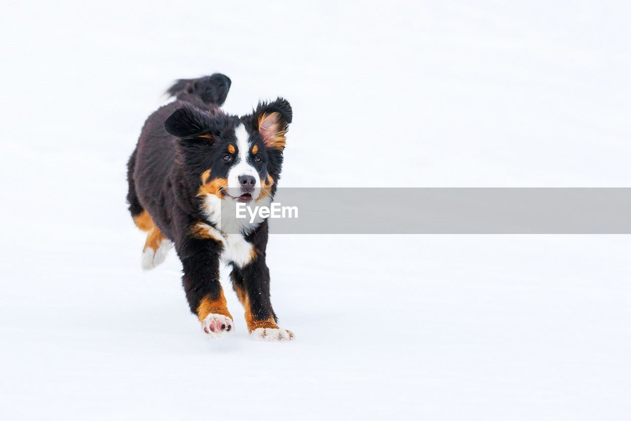 Dog playing on snow against white background