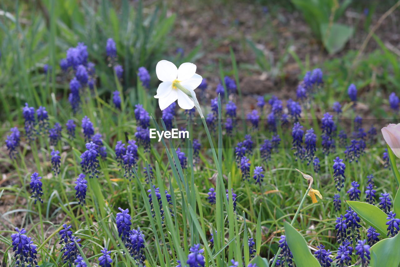 CLOSE-UP OF WHITE FLOWERING PLANT ON FIELD