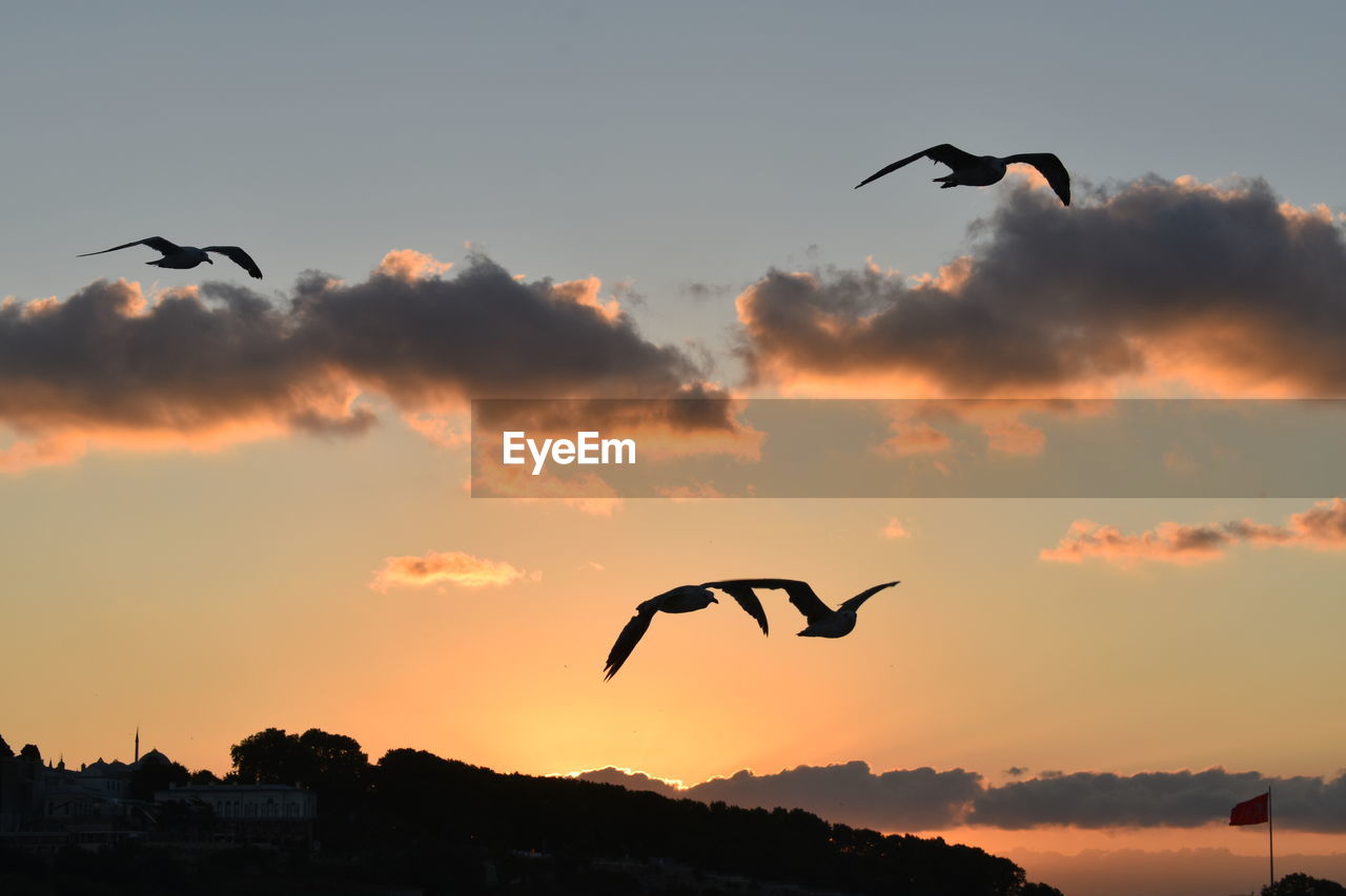 Silhouette of birds flying in sky