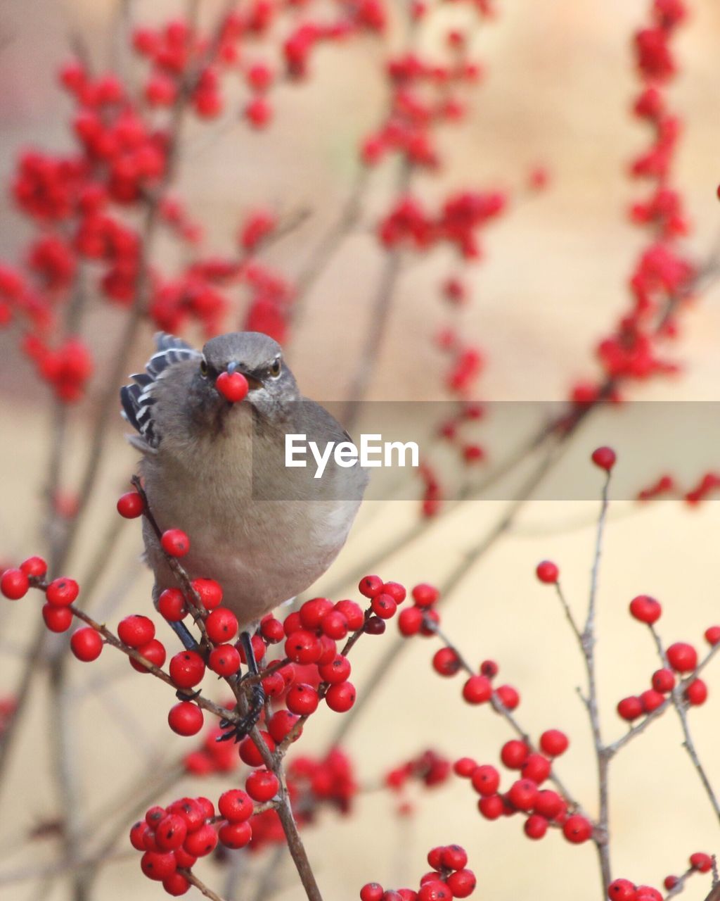 Close-up of bird on tree