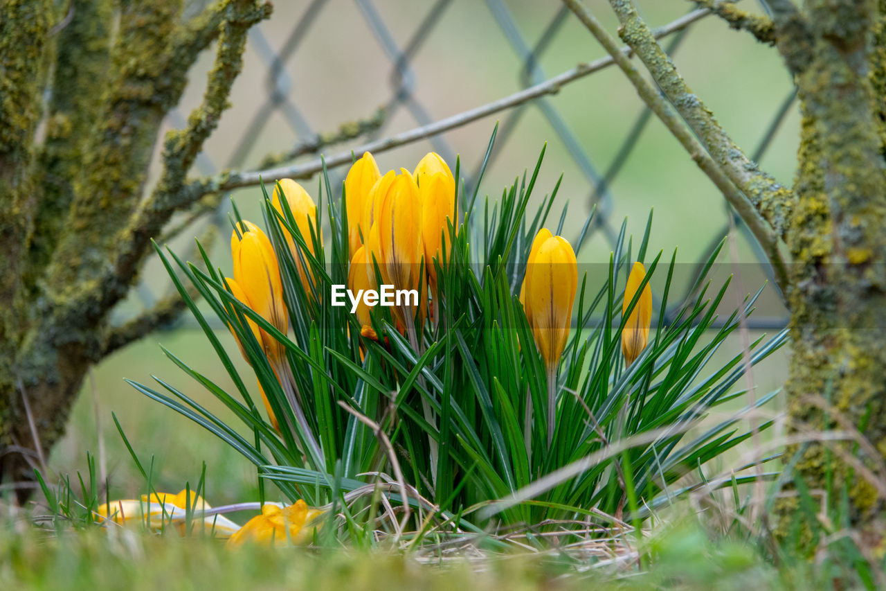 Close-up of yellow crocus flowers on field