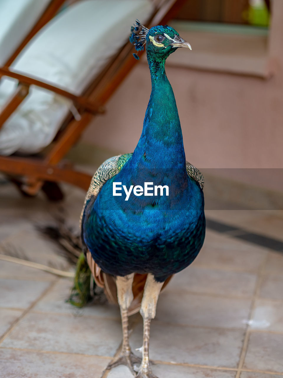 CLOSE-UP OF A PEACOCK ON WOOD