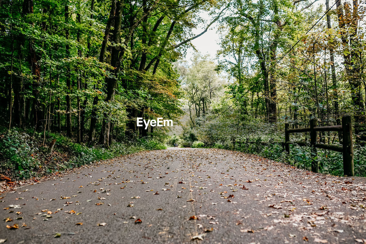 Empty road amidst trees in forest during autumn