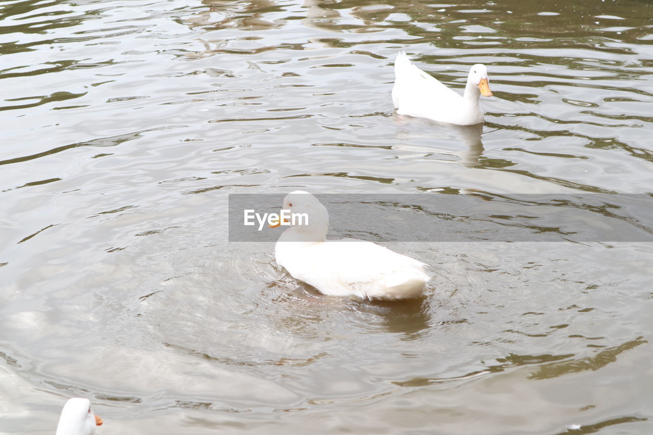 HIGH ANGLE VIEW OF SWAN IN WATER