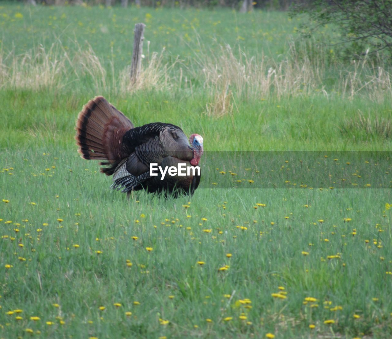 SIDE VIEW OF A BIRD FLYING OVER GRASS