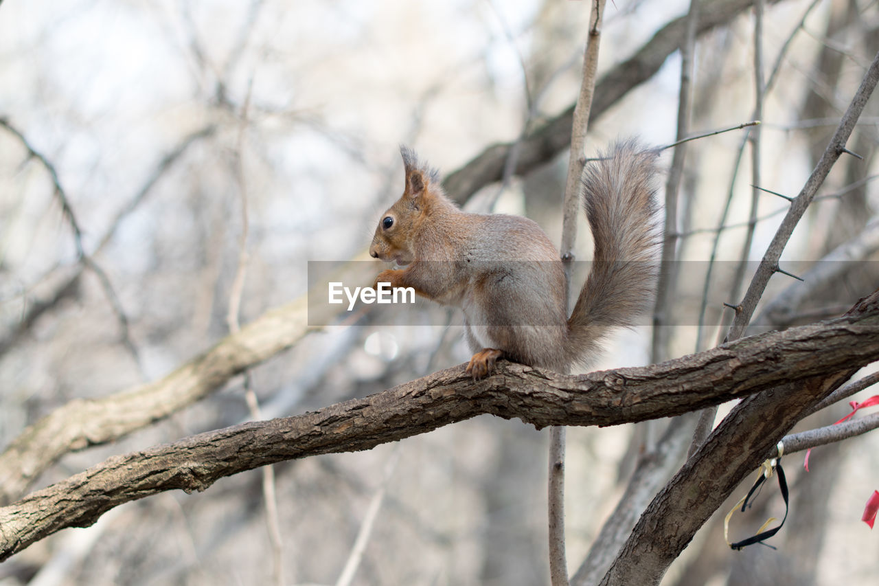 SQUIRREL ON TREE BRANCH