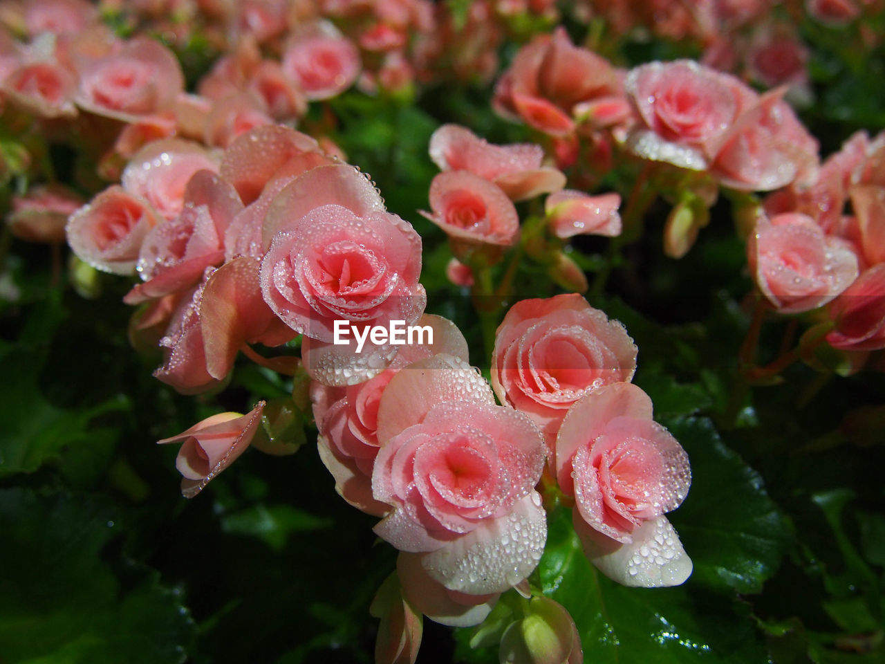 Close-up of wet pink rose flowers