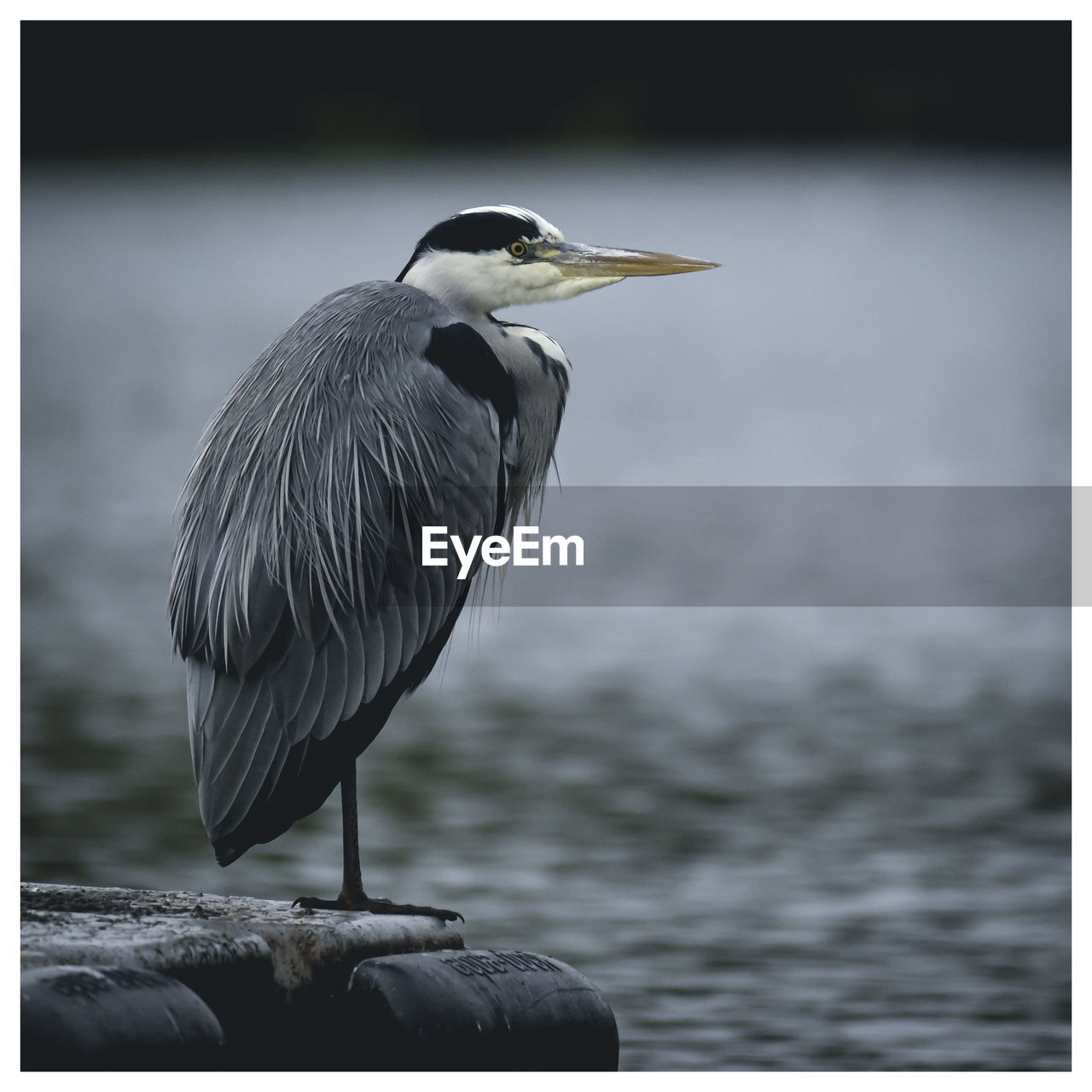 Close-up of heron perching on jetty