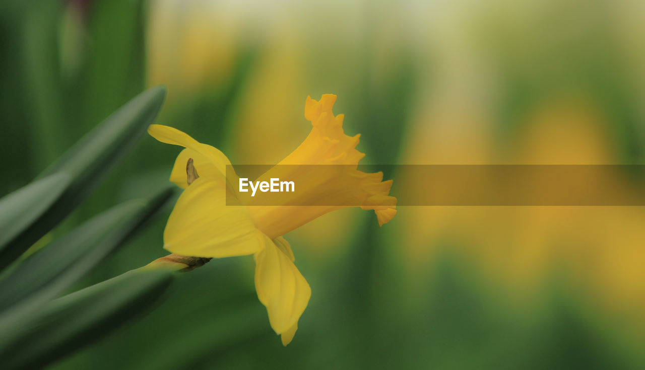 Close-up of yellow daffodil