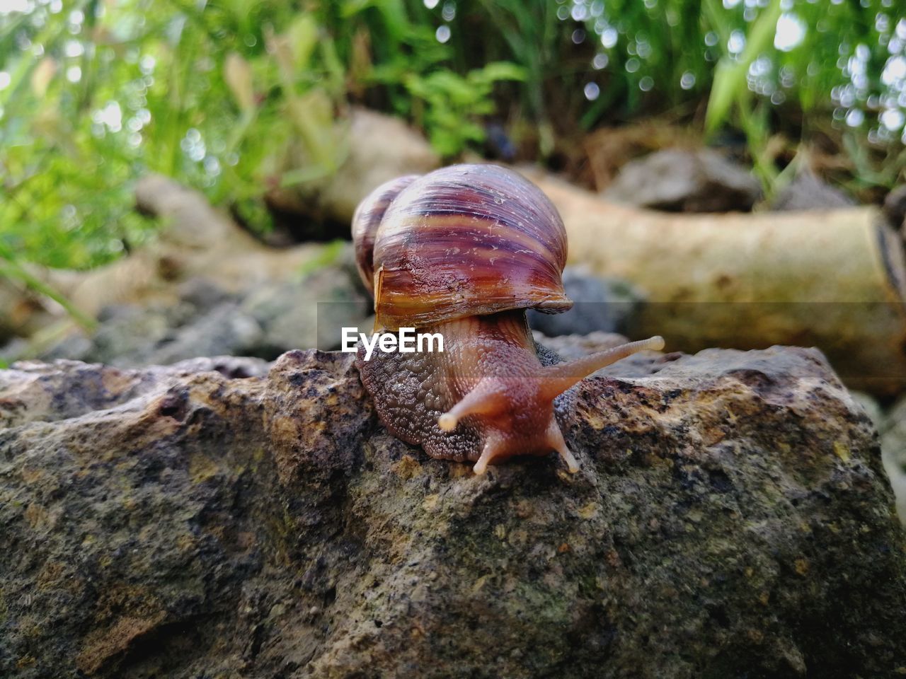 CLOSE-UP OF SNAILS ON ROCK