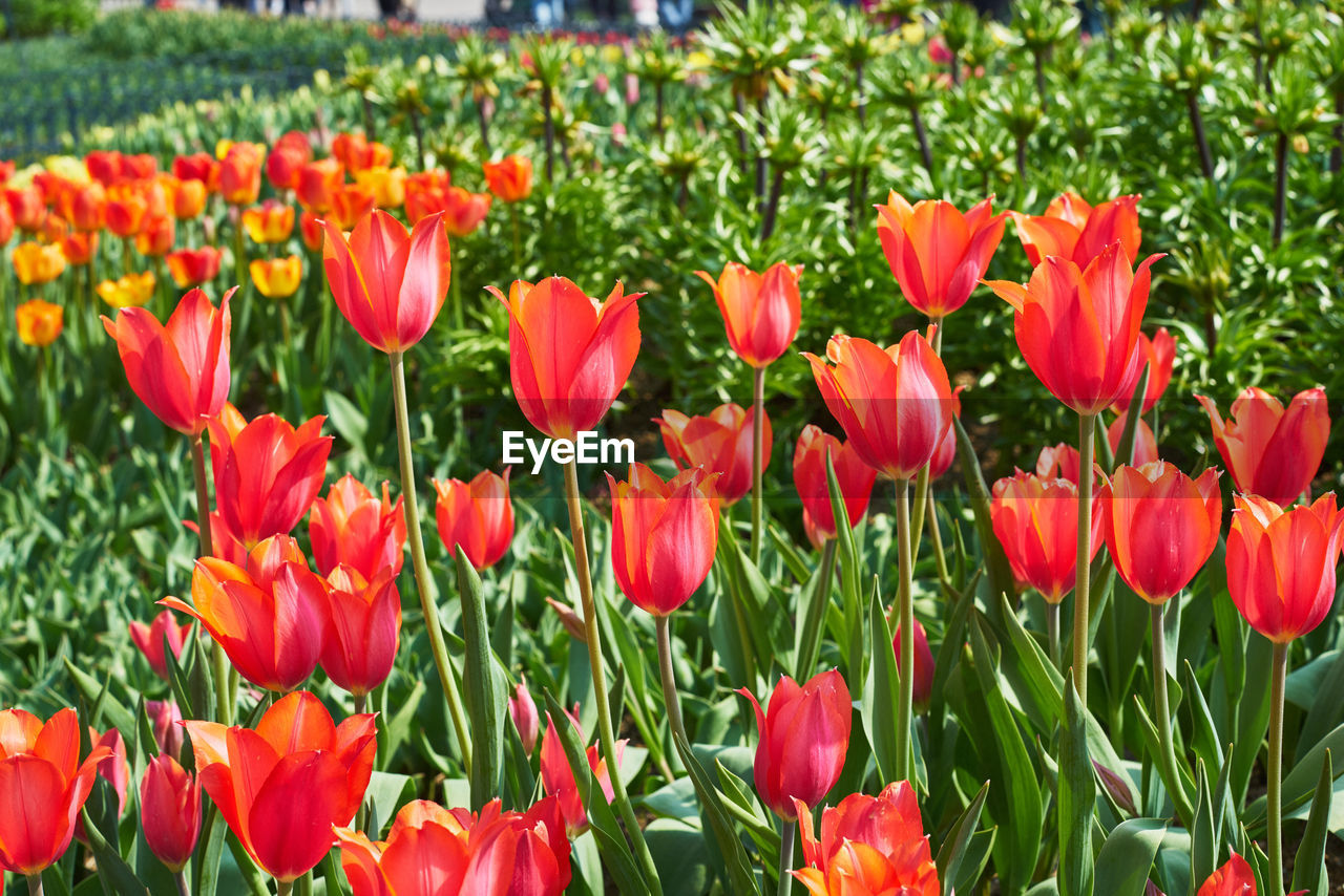 Close-up of red tulips blooming in field