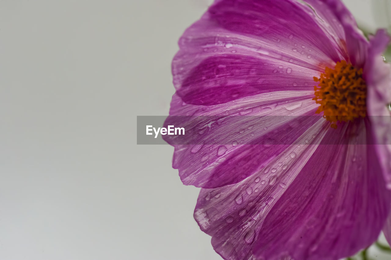 CLOSE-UP OF PINK FLOWER