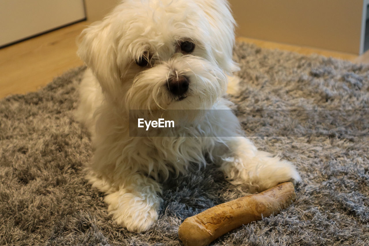 pet, dog, canine, domestic animals, animal themes, animal, one animal, mammal, puppy, maltese, bichon, havanese, portrait, lap dog, cute, morkie, looking at camera, no people, animal hair, young animal, west highland white terrier, bolognese
