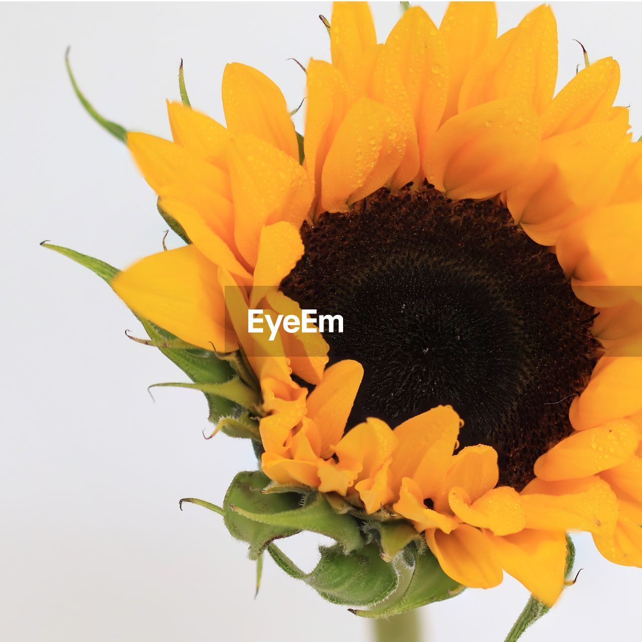 CLOSE-UP OF SUNFLOWER AGAINST ORANGE BACKGROUND