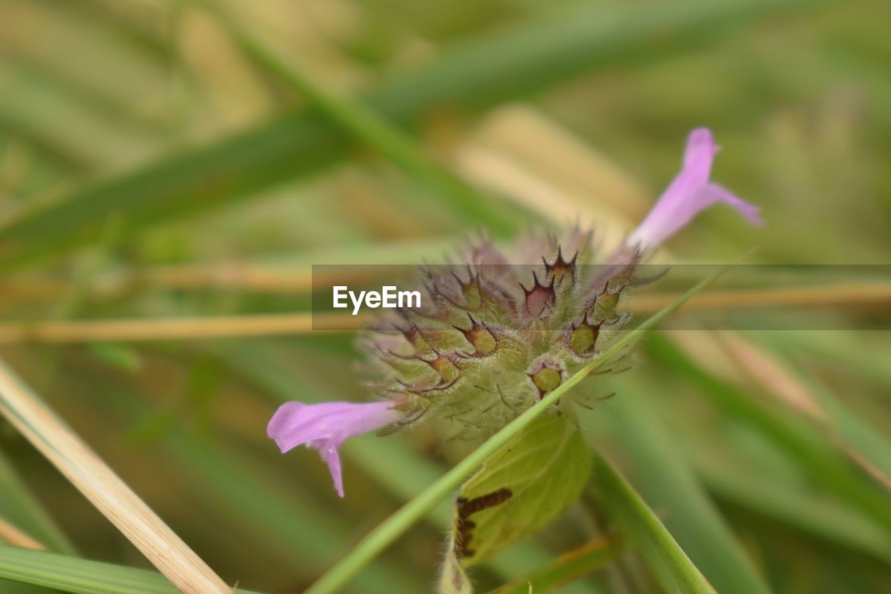 Close-up of pink flowers