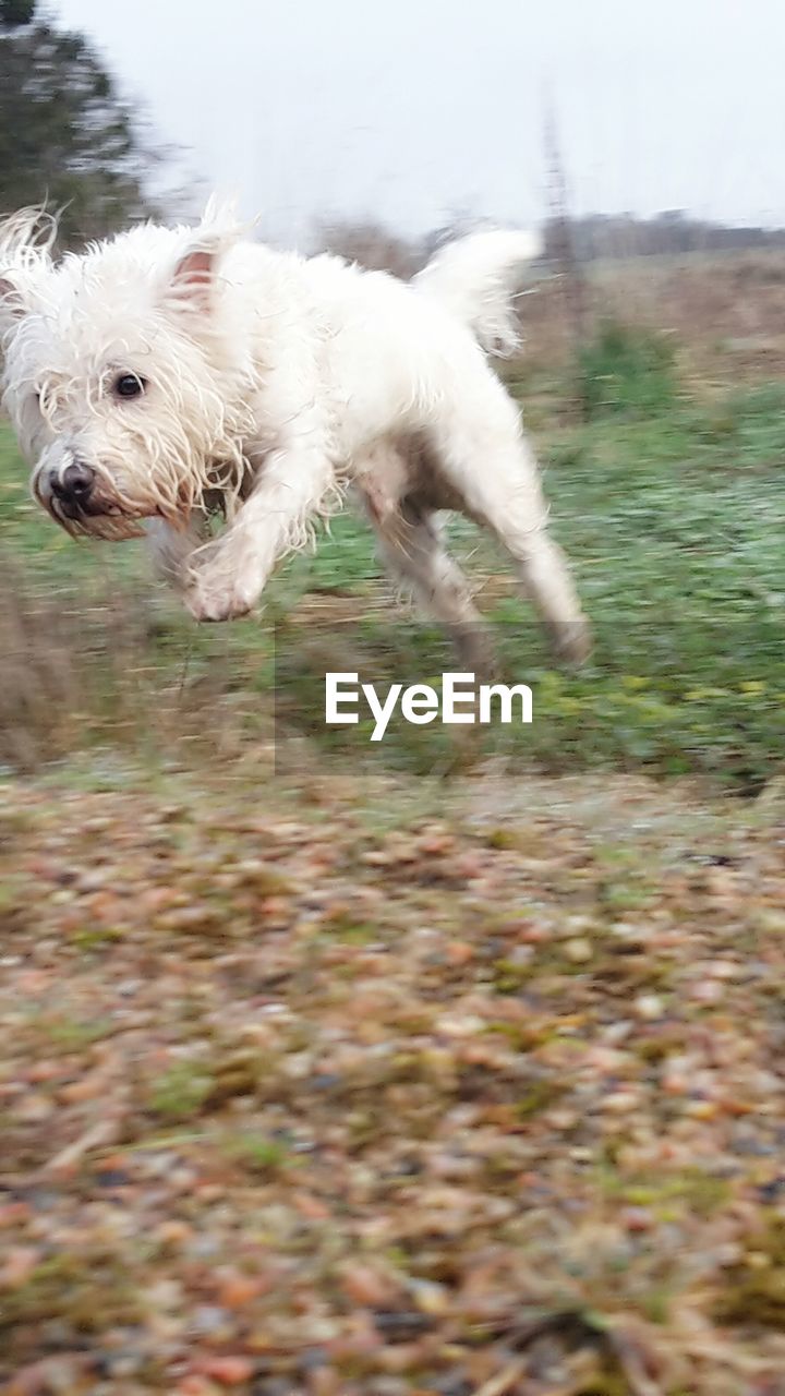 CLOSE-UP OF DOG AT WATER