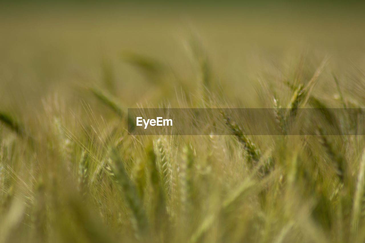 Close-up of wheat field