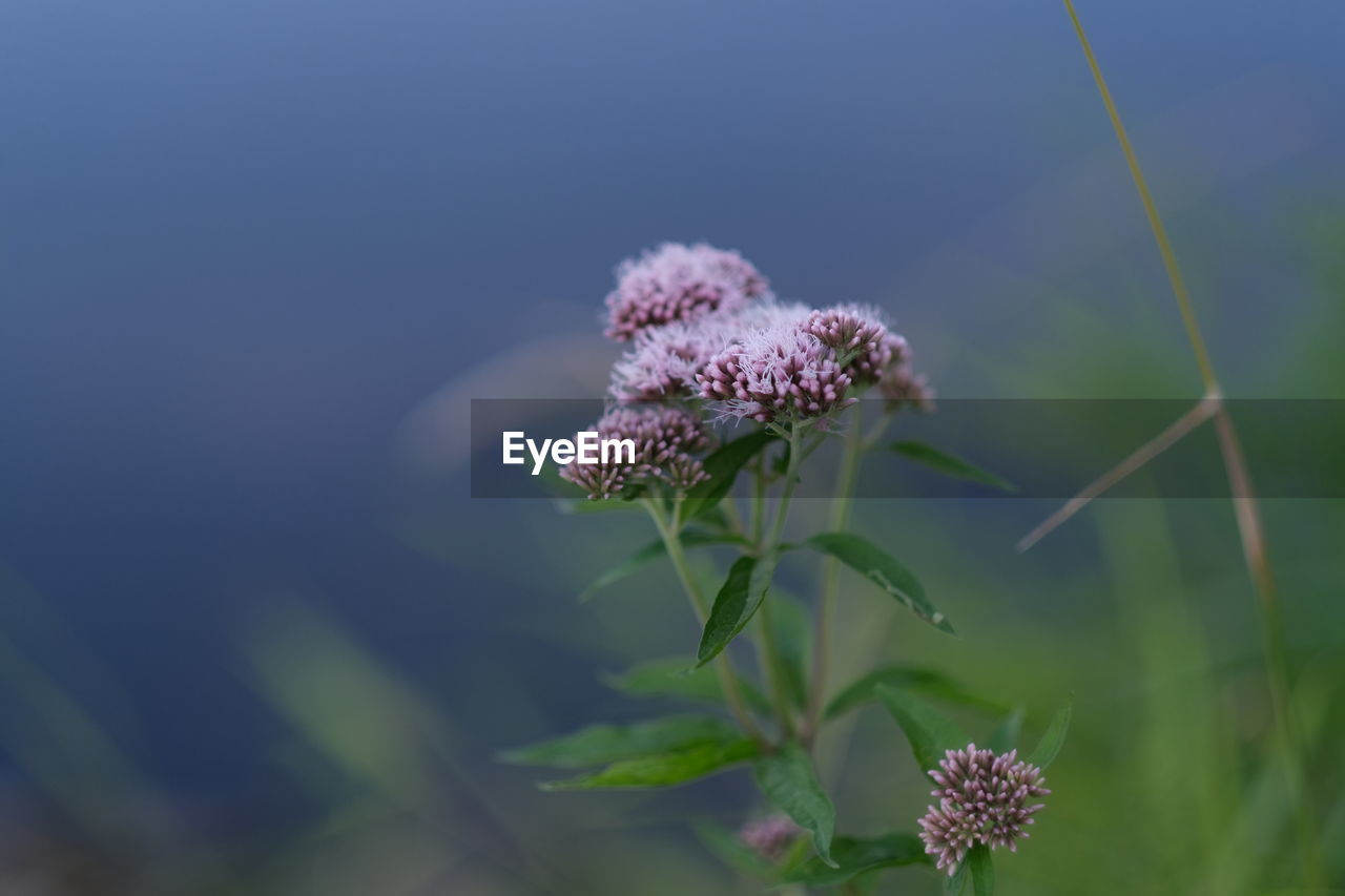 Close-up of purple flowering plant