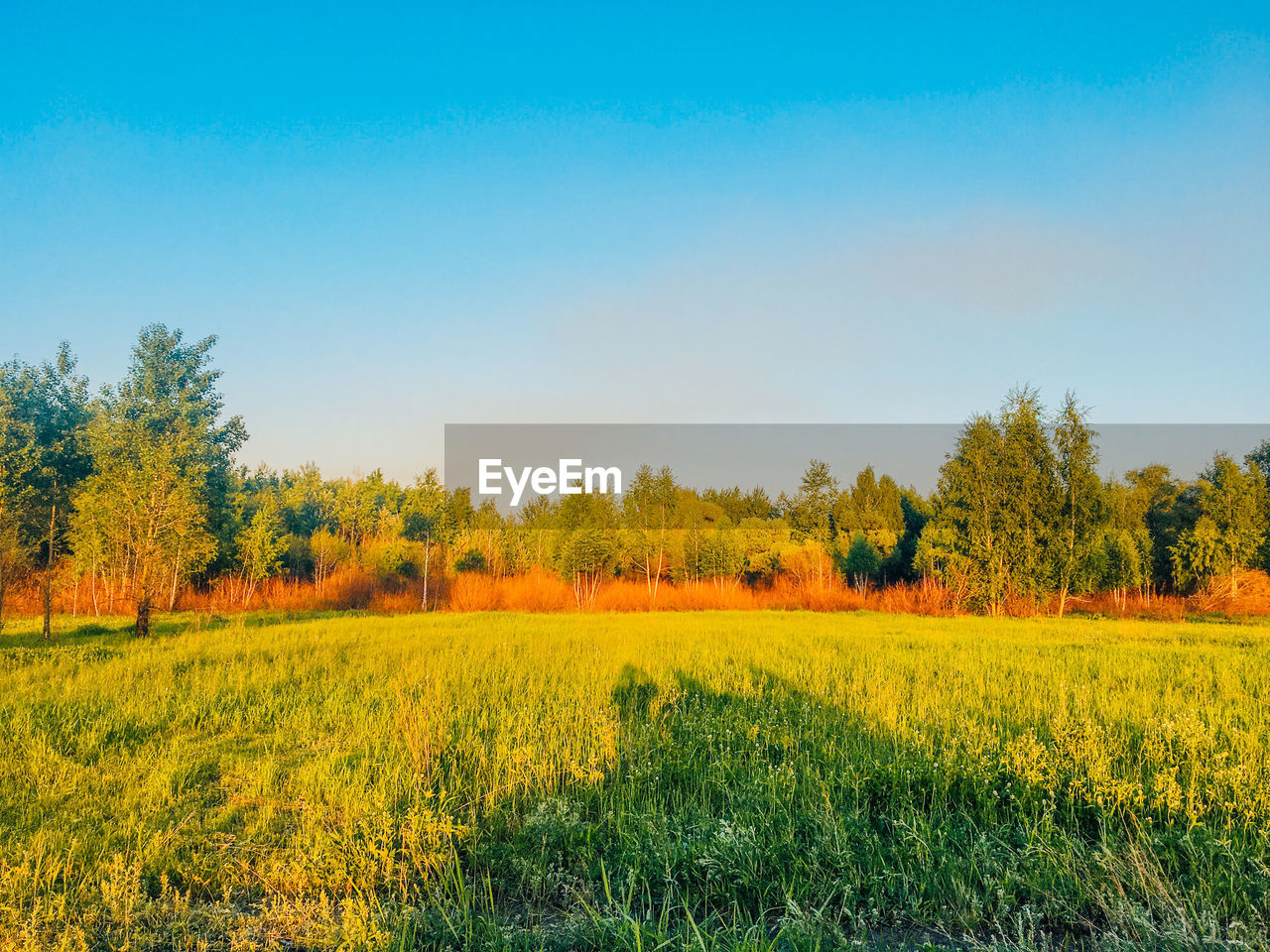 Scenic view of field against clear sky