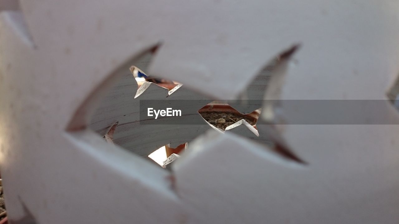 CLOSE-UP VIEW OF BIRD ON LEAF