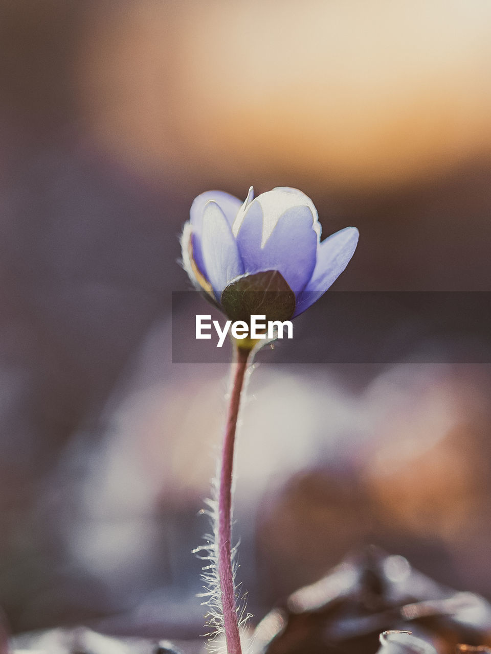 Close-up of purple flowering plant