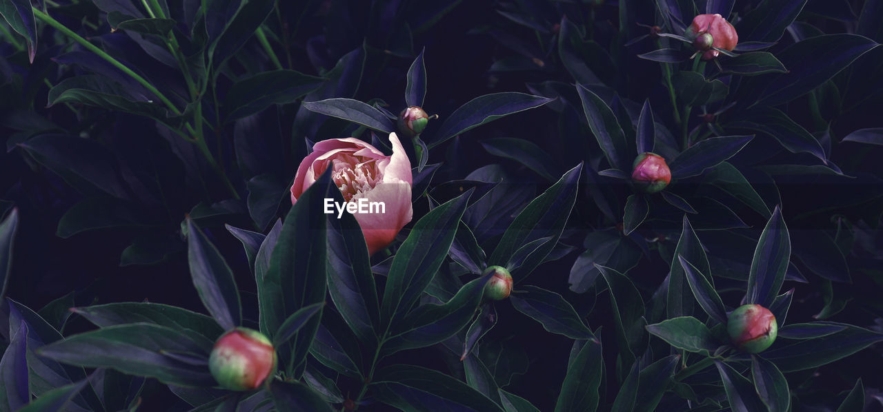 close-up of red flowering plant