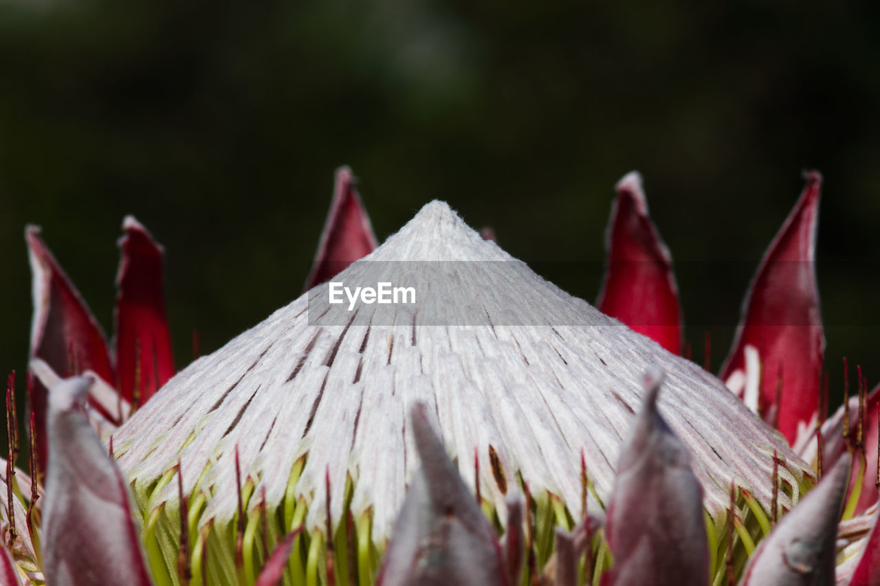 leaf, flower, nature, close-up, macro photography, plant, red, no people, beauty in nature, outdoors, growth, selective focus, flowering plant, day, autumn, land, focus on foreground, freshness, plant part